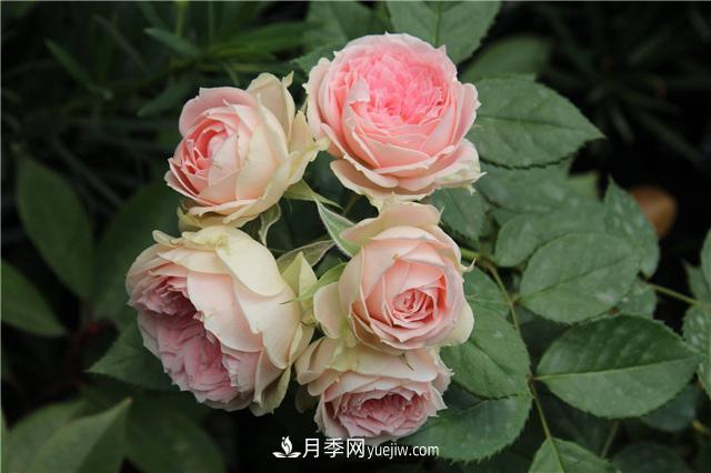 被52座城市共同選為市花的月季有什么魅力？國家園林綠化重大貢獻者(圖3)