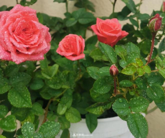 月季花特怕紅蜘蛛，治一治，長(cháng)得更旺更健康(圖2)