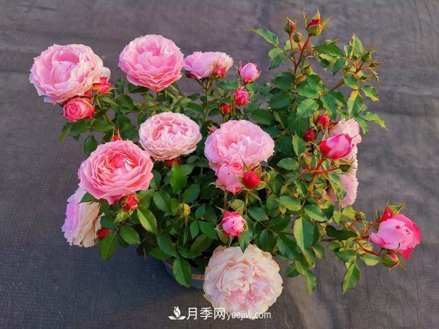 養月季爆盆的4個(gè)要素，掌握技巧月季變成開(kāi)花機(圖1)