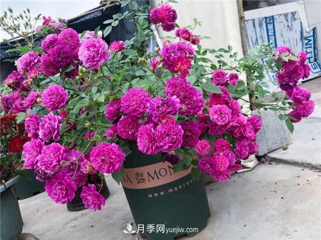 這幾個(gè)微型月季簡(jiǎn)直就是移動(dòng)的香水，不入手虧大了(圖1)