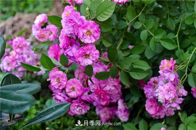 這幾個(gè)微型月季簡(jiǎn)直就是移動(dòng)的香水，不入手虧大了(圖2)
