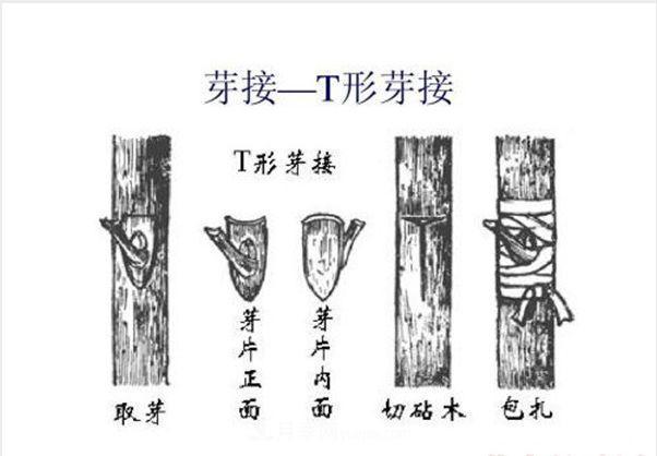 棒棒糖月季這么漂亮，南陽(yáng)月季花農是如何嫁接出來(lái)的？(圖3)