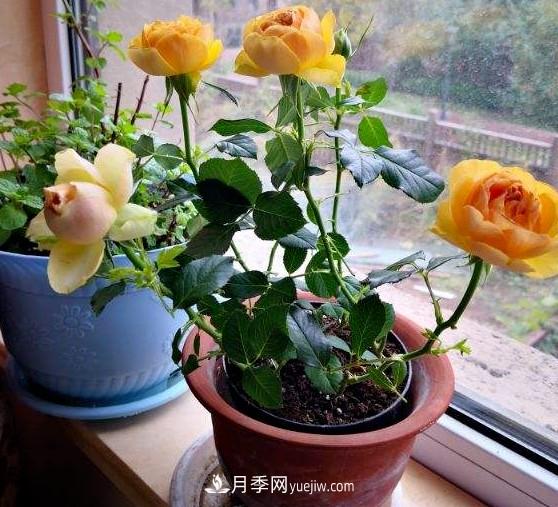 盆栽大花月季不如選微型，花型緊湊品種繁多，一次開(kāi)花上百朵(圖1)