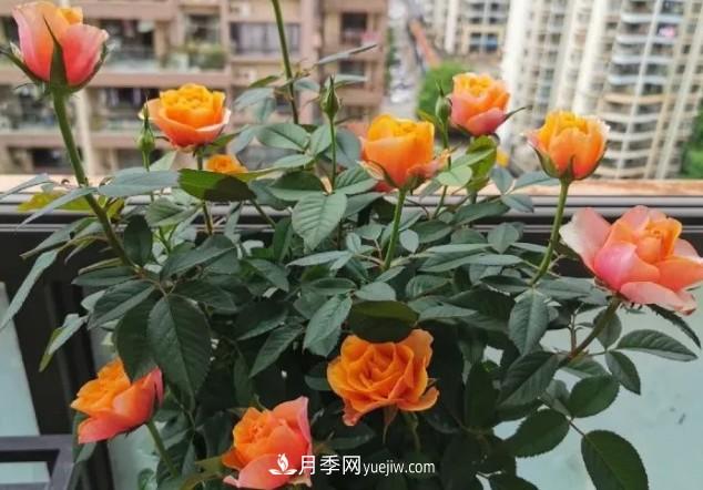盆栽大花月季不如選微型，花型緊湊品種繁多，一次開(kāi)花上百朵(圖3)