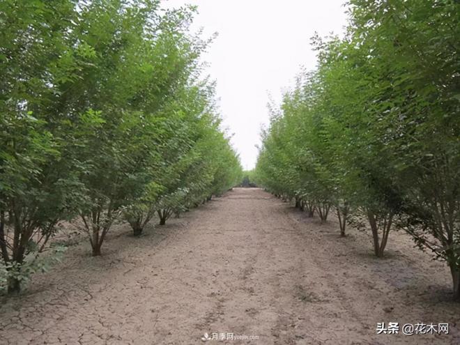 叢生苗木市場(chǎng)火熱，如何輕松登上銷(xiāo)量榜首？(圖4)