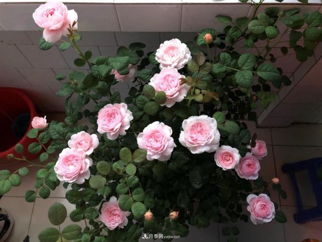 瑞典女王，這個(gè)月季王后用盆養殖注意5點(diǎn)，開(kāi)花壯觀(guān)又霸氣(圖3)