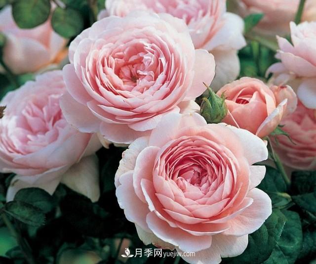 瑞典女王，這個(gè)月季王后用盆養殖注意5點(diǎn)，開(kāi)花壯觀(guān)又霸氣(圖1)