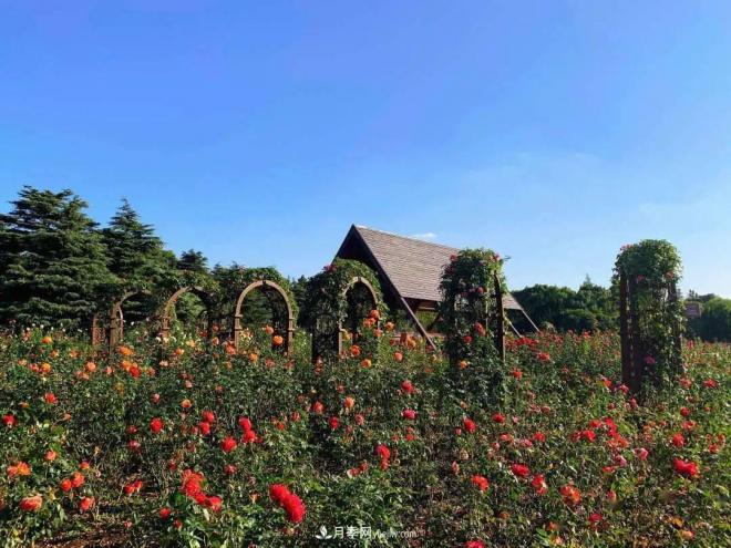秋日暖陽(yáng)花盛開(kāi)，來(lái)上海濱江森林公園看金秋***美月季花(圖2)