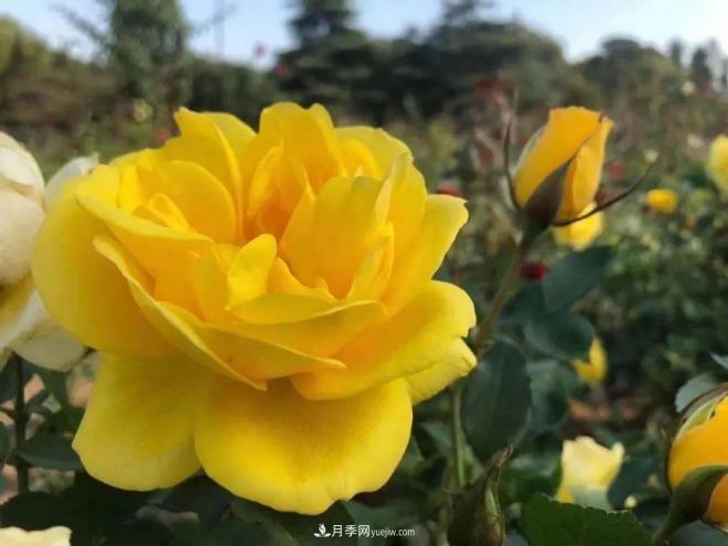 秋日暖陽(yáng)花盛開(kāi)，來(lái)上海濱江森林公園看金秋***美月季花(圖4)