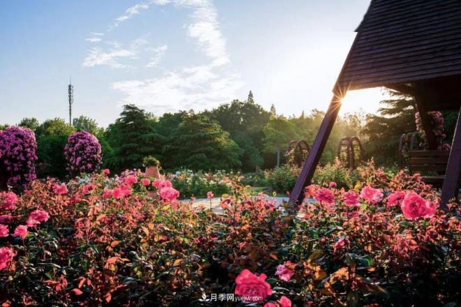 秋日暖陽(yáng)花盛開(kāi)，來(lái)上海濱江森林公園看金秋***美月季花(圖3)