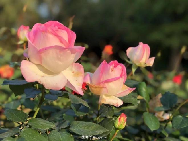 秋日暖陽(yáng)花盛開(kāi)，來(lái)上海濱江森林公園看金秋***美月季花(圖6)