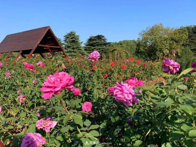 秋日暖陽(yáng)花盛開(kāi)，來(lái)上海濱江森林公園看金秋***美月季花(圖5)