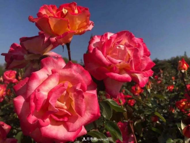 秋日暖陽(yáng)花盛開(kāi)，來(lái)上海濱江森林公園看金秋***美月季花(圖9)