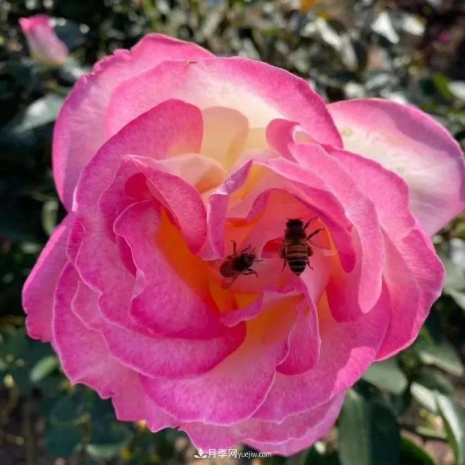 秋日暖陽(yáng)花盛開(kāi)，來(lái)上海濱江森林公園看金秋***美月季花(圖8)