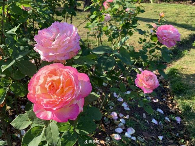 秋日暖陽(yáng)花盛開(kāi)，來(lái)上海濱江森林公園看金秋***美月季花(圖10)