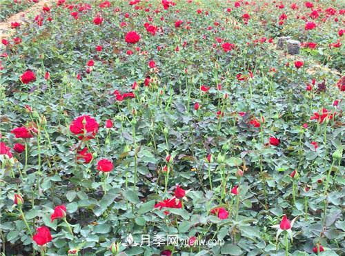 湖北宜昌:年輕夫妻創(chuàng  )辦月季種植園，累并快樂(lè )著(zhù)！(圖1)