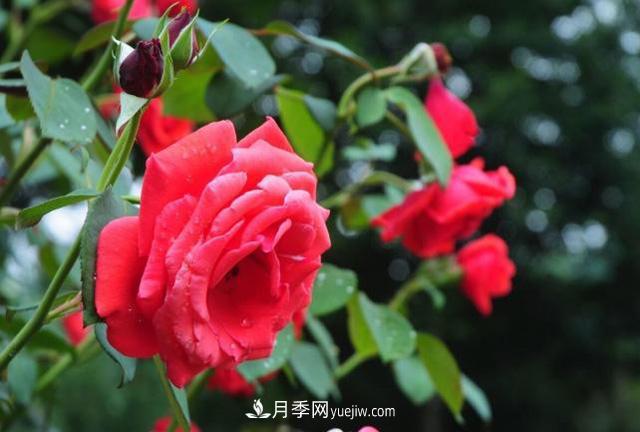 月季花養殖的一些注意事項，盆栽月季需要如何養護？(圖1)