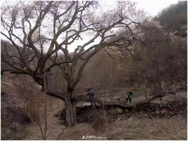 南陽(yáng)南召皇后鄉：辛夷苗木成為脫貧路上“搖錢(qián)樹(shù)”(圖3)