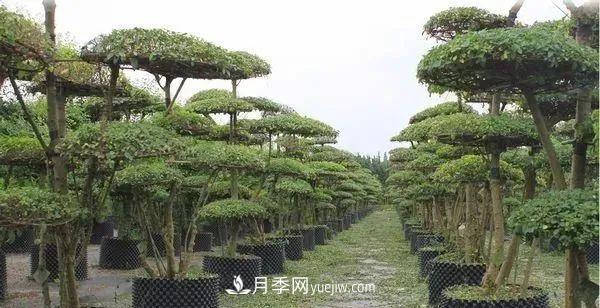 苗木價(jià)格是怎么估算的？(圖1)