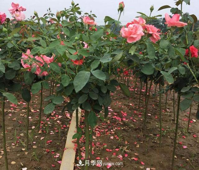嫁接月季有哪些優(yōu)勢？用什么做砧木嫁接月季樹(shù)成活率更高？(圖1)