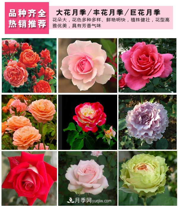 樹(shù)狀月季，藤本月季，大花月季，貨源充足價(jià)格合理(圖3)