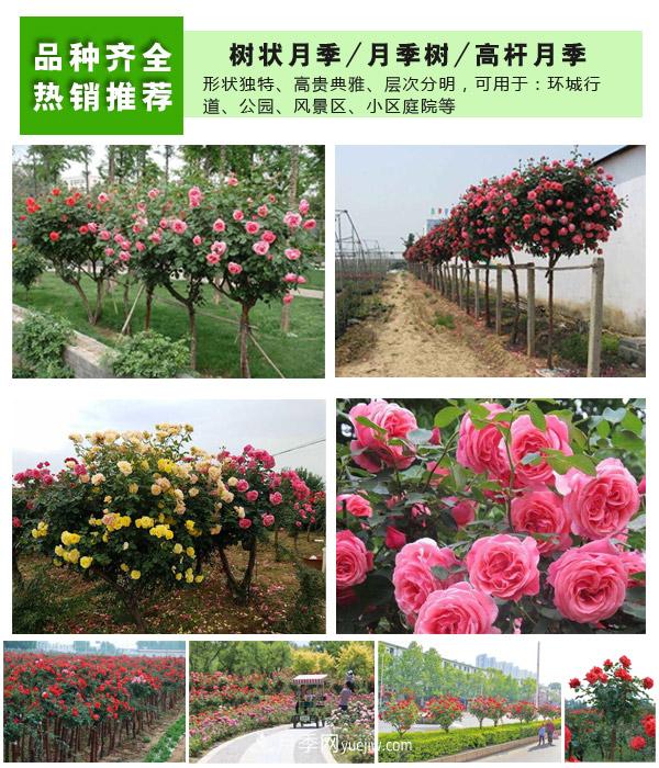 樹(shù)狀月季，藤本月季，大花月季，貨源充足價(jià)格合理(圖2)