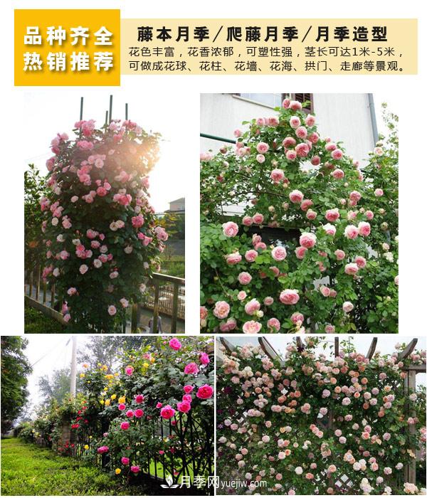 樹(shù)狀月季，藤本月季，大花月季，貨源充足價(jià)格合理(圖4)