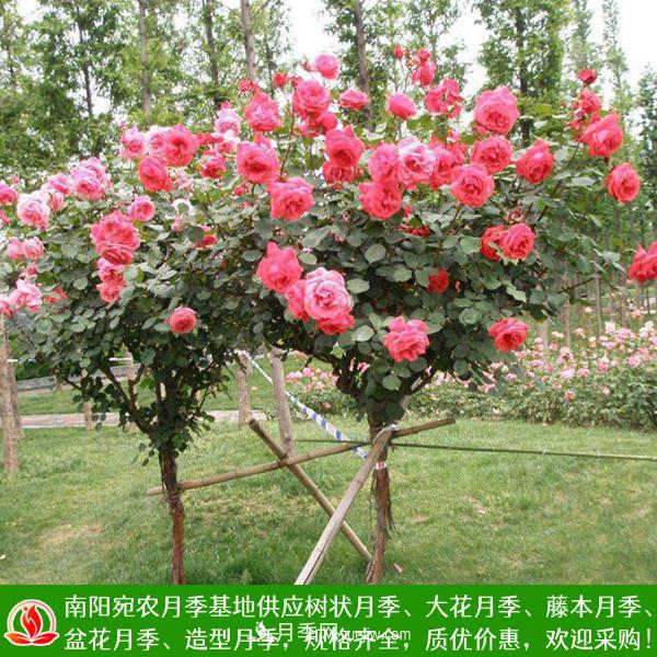 樹(shù)狀月季，藤本月季，大花月季，貨源充足價(jià)格合理(圖1)