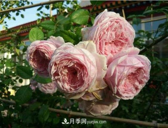 月季花到底有多少個(gè)品種？您家的月季好看嗎？(圖1)