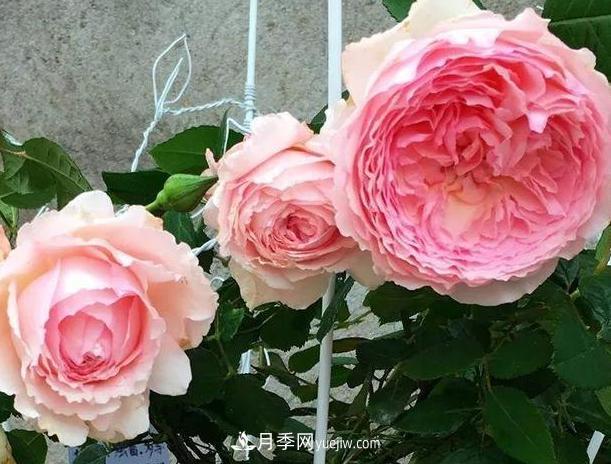 月季花到底有多少個(gè)品種？您家的月季好看嗎？(圖4)