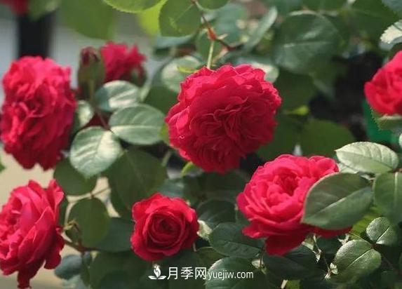 月季花到底有多少個(gè)品種？您家的月季好看嗎？(圖2)