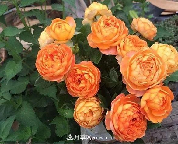 月季花到底有多少個(gè)品種？您家的月季好看嗎？(圖3)