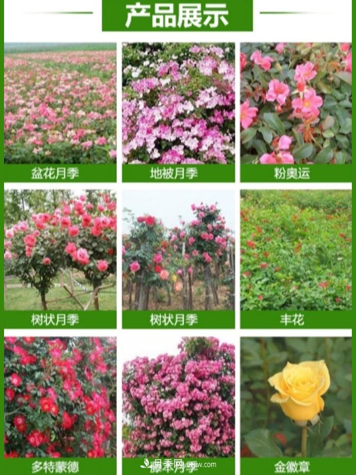 大花月季批發(fā)，樹(shù)狀月季批發(fā)，中國月季之鄉價(jià)格就是香！(圖2)