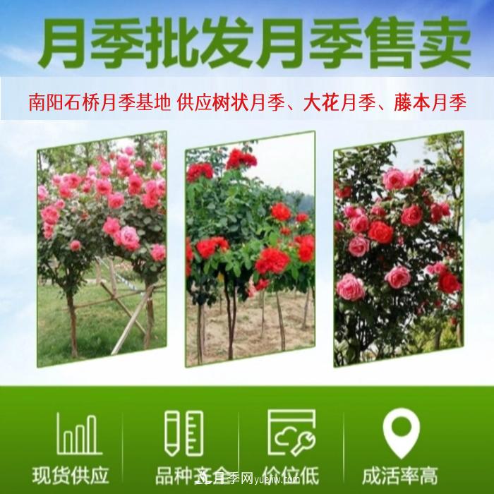 大花月季批發(fā)，樹(shù)狀月季批發(fā)，中國月季之鄉價(jià)格就是香！(圖1)