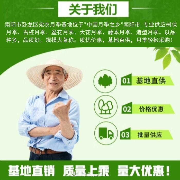 大花月季批發(fā)，樹(shù)狀月季批發(fā)，中國月季之鄉價(jià)格就是香！(圖3)