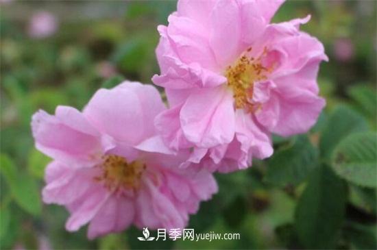 大馬士革玫瑰能吃嗎？用于制作花醬或者泡茶食用(圖2)