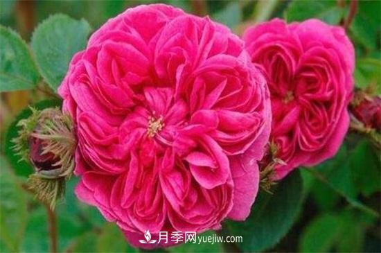 大馬士革玫瑰能吃嗎？用于制作花醬或者泡茶食用(圖1)