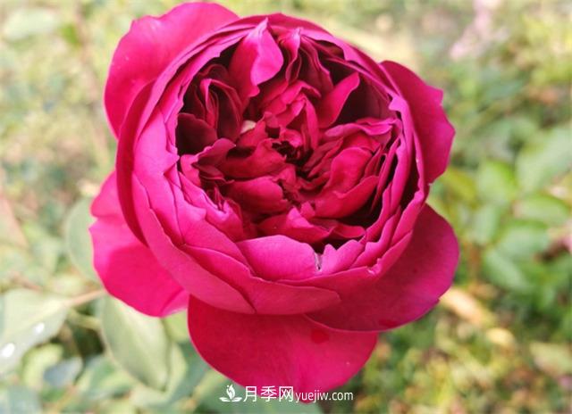 月季玫瑰香味大匯總，混合味、茶香味、果香味，總有一款是你的(圖2)