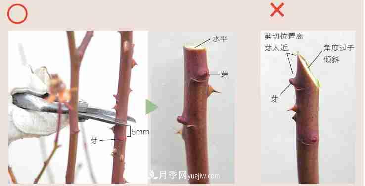 月季栽培養護指南，手把手教你冬季大花月季的修剪方法(圖3)