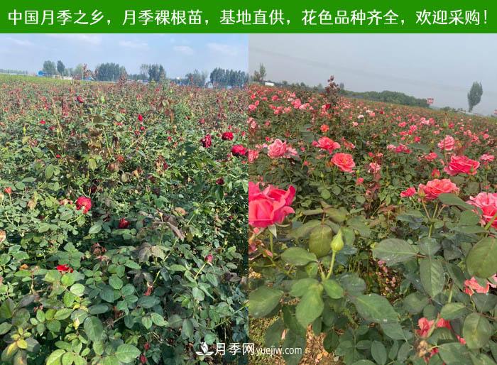 月季裸根苗，2020南陽(yáng)月季裸根苗大量出貨中(圖3)