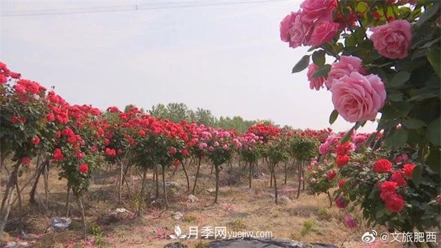 肥西縣三河鎮百畝樹(shù)狀月季園：花開(kāi)正艷，產(chǎn)業(yè)增收(圖2)