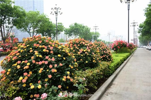 2021年什么綠化苗木好賣(mài)？這四類(lèi)優(yōu)勢品種值得大力發(fā)展(圖1)