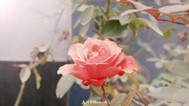 牽手農科院！蘭州新區將建西北***大月季種質(zhì)資源圃(圖1)