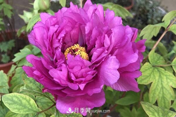 盆栽牡丹花的養殖方法和注意事項有哪些(圖1)