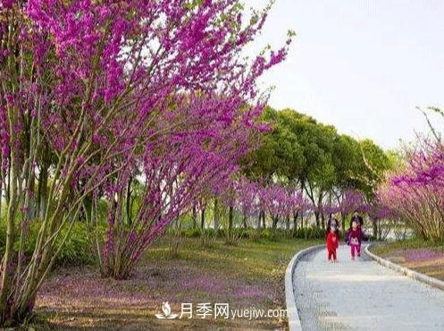 注意！苗木種植的4個(gè)誤區(圖1)