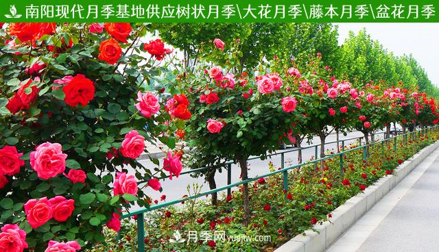 陜西樹(shù)狀月季基地(圖3)