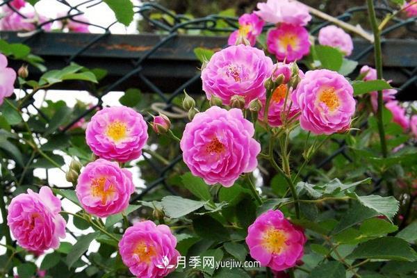 地被月季的養殖要點(diǎn)，地被月季病蟲(chóng)害防治？(圖1)
