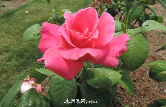月季花葉子發(fā)黃怎么辦？種植前景如何？(圖2)