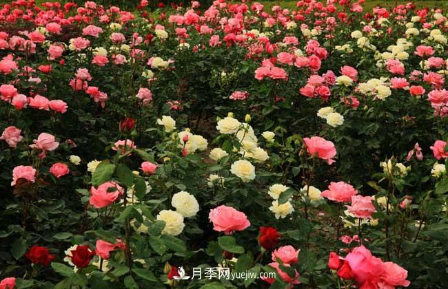 月季花葉子發(fā)黃怎么辦？種植前景如何？(圖5)