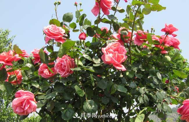 月季花葉子發(fā)黃怎么辦？種植前景如何？(圖3)